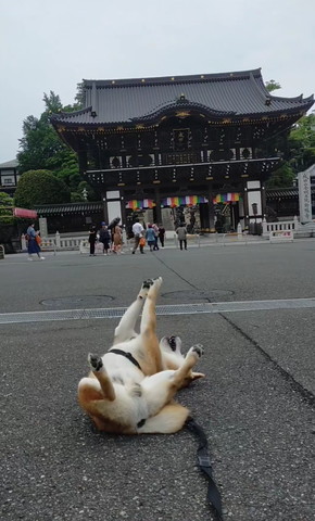 ごろんして前足をのばすワンコ