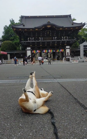 お寺を見るワンコ