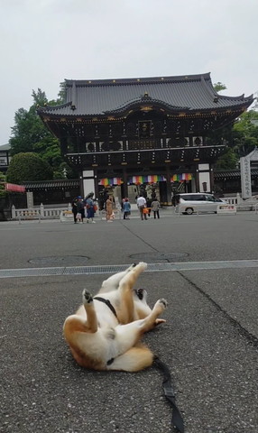 顏の近くで前足をそろえるワンコ