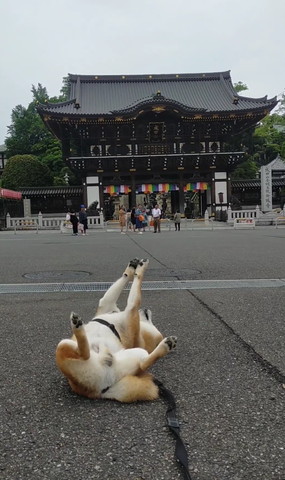 前足を上に伸ばすワンコ