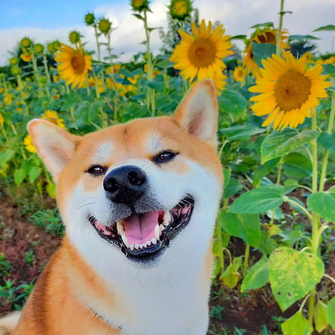 ひまわり畑で笑顔ワンコ