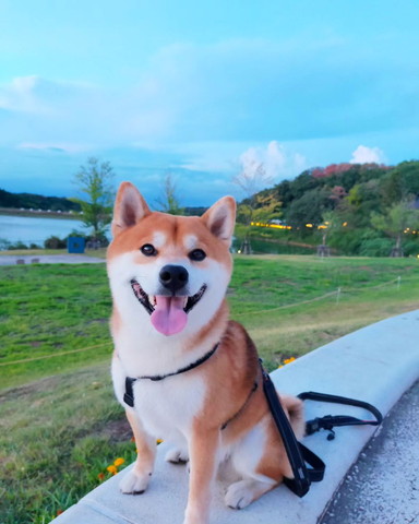 石段に乗ってお座り