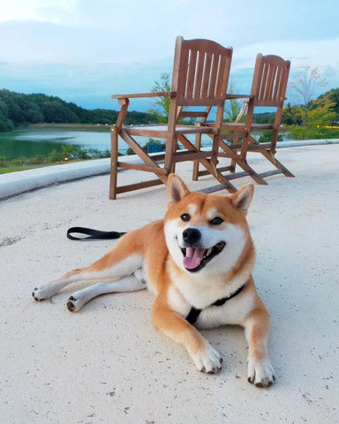 チェアをバックに伏せ