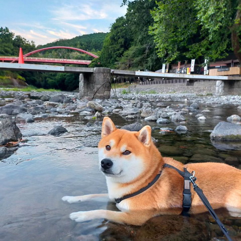 川につかるワンコ