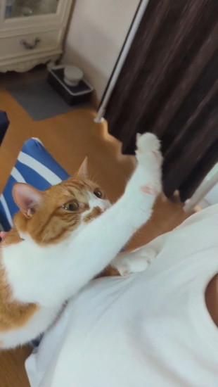 服につかまる猫