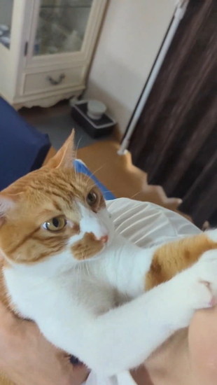 抱かれる猫