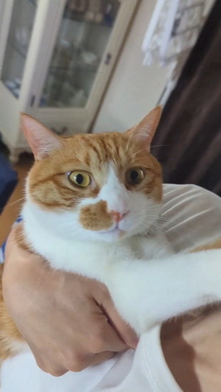 カメラ目線の猫