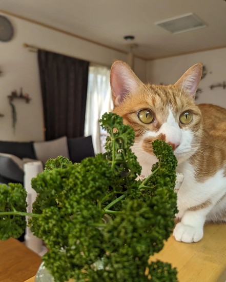 パセリと猫