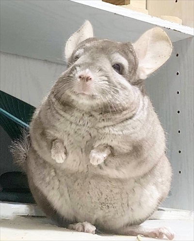 チンチラのビフォーアフター