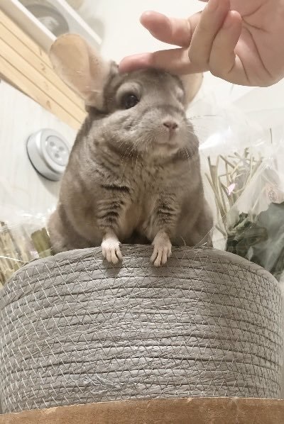 チンチラのビフォーアフター