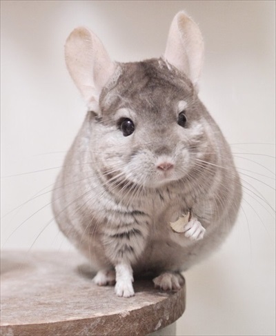 チンチラのビフォーアフター