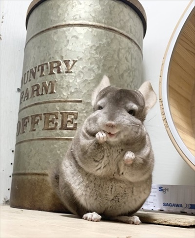 チンチラのビフォーアフター