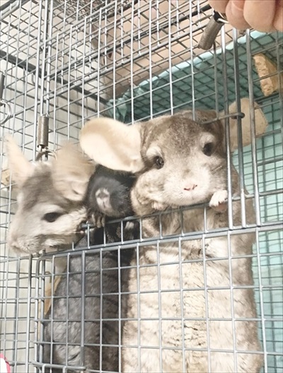 チンチラのビフォーアフター