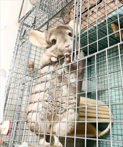 チンチラのビフォーアフター