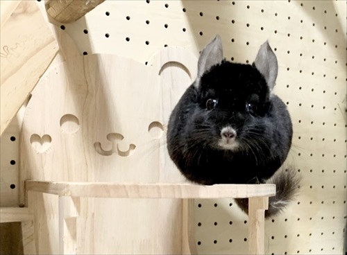 チンチラのビフォーアフター