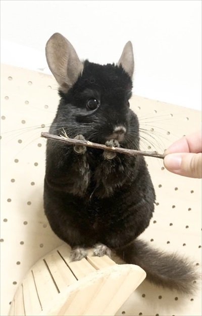 チンチラのビフォーアフター