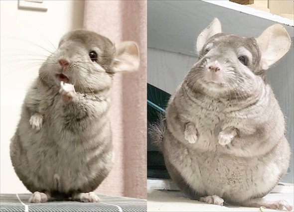 チンチラのビフォーアフター