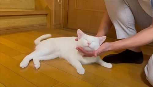 ママ大好きな保護猫