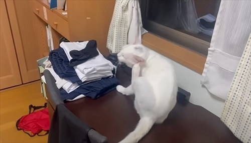 ママ大好きな保護猫