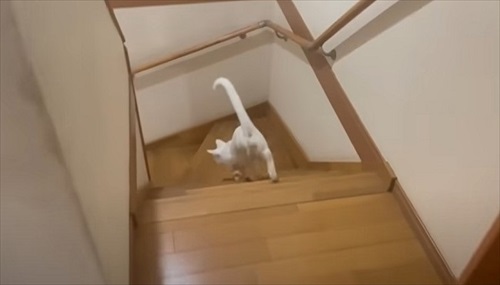 ママ大好きな保護猫