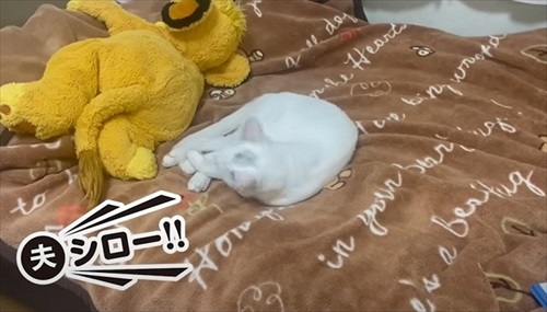 ママ大好きな保護猫