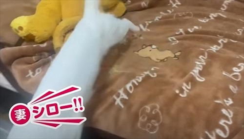 ママ大好きな保護猫