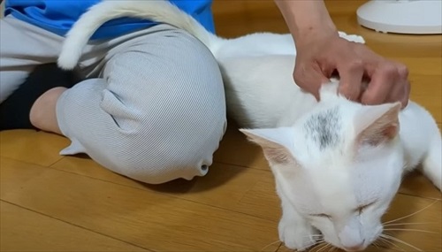 ママ大好きな保護猫