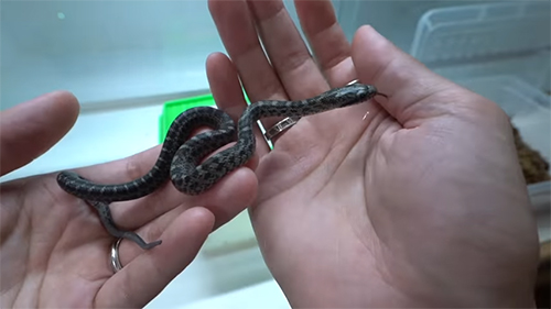 手のひらの上の5番