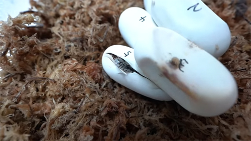 顔をのぞかせる5番の赤ちゃん