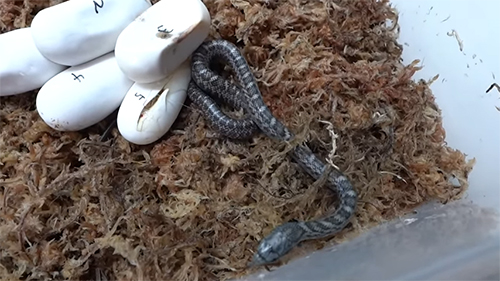 出てきた5番の赤ちゃん