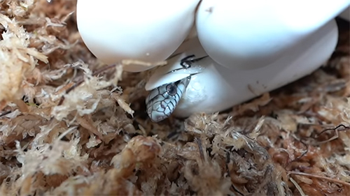 6番顔が出てきた