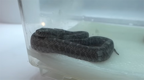 プラケースの中の赤ちゃん