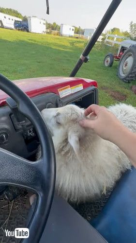 車に乗り込む羊