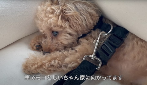 車でモコとじいちゃん家に向かいます