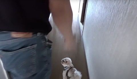 弟見ながら走るワンコ