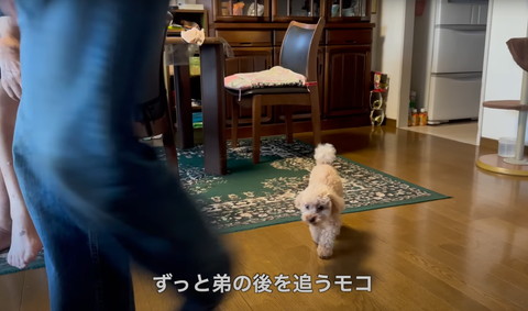 ずっと弟の後を追うテロップ