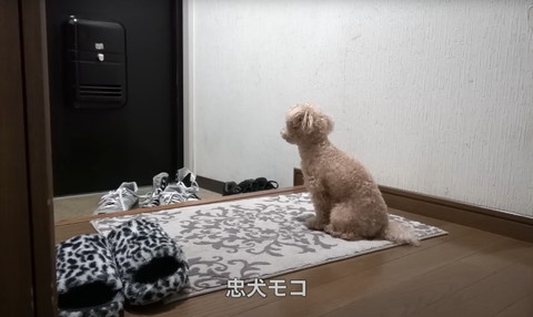 忠犬モコテロップ