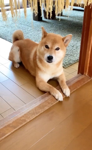 カメラ目線ワンコ