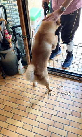 どこ行ってたのテロップ