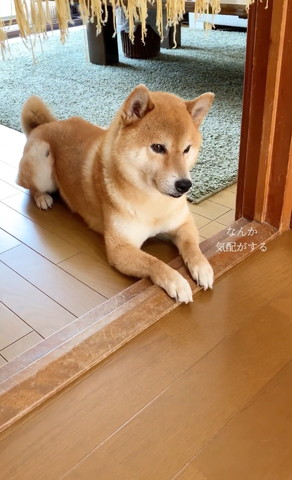 なんか気配がするテロップ