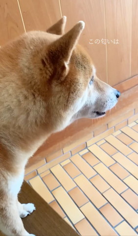 この匂いはテロップ