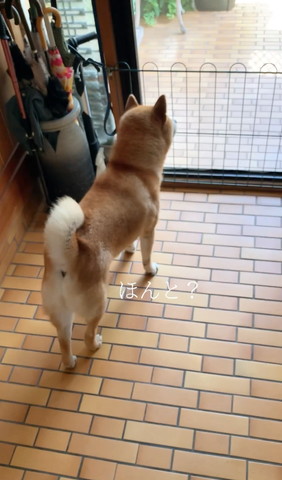 ほんとテロップ