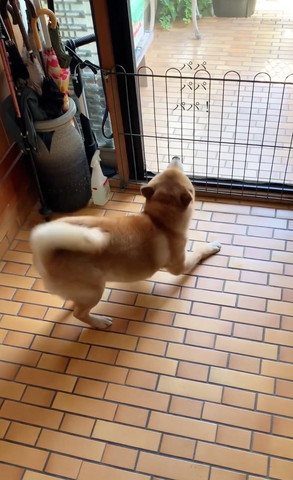 お尻あげて吠えるワンコ