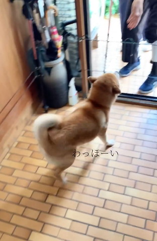 わっほーいテロップ