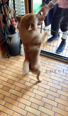 おかえりテロップ