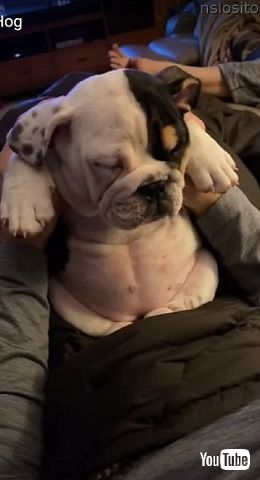 眠い子犬