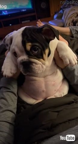 眠い子犬