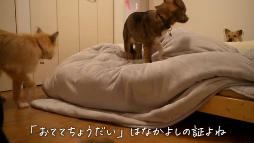 元保護犬.パパさんと楽しくおやつタイム