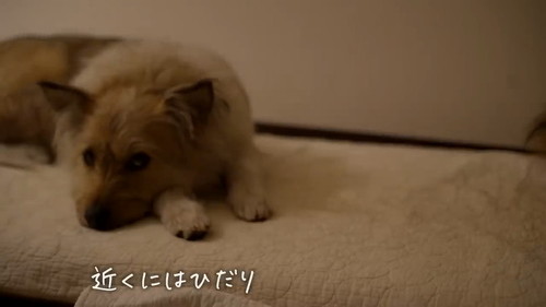 元保護犬