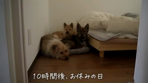 元保護犬